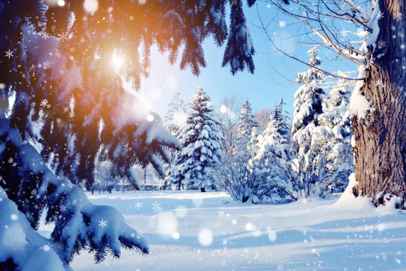 Christmas trees in the snow