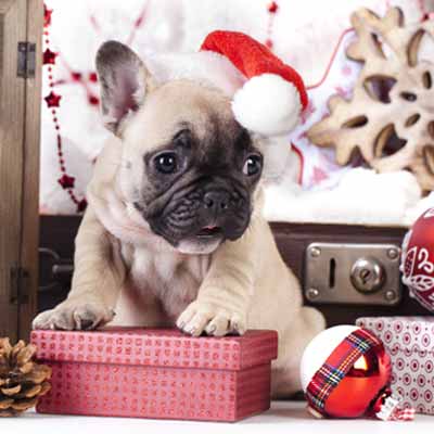 Puppy wearing a Santa hat